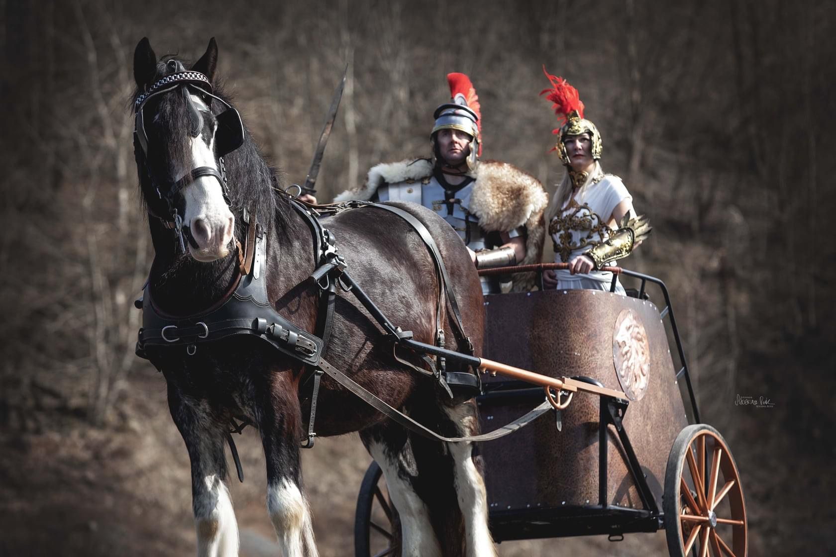 Shire Horse Streitwagen